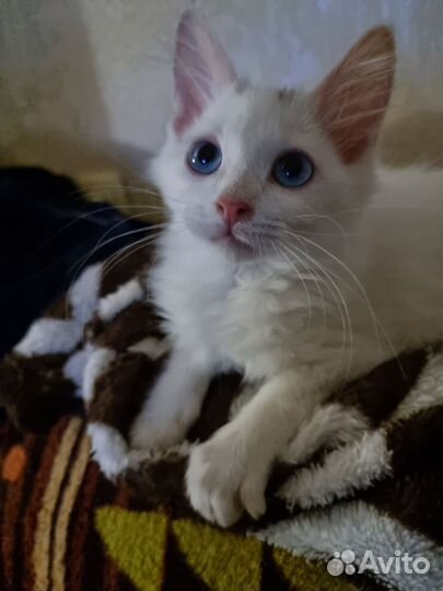 Курильский Бобтейл котята