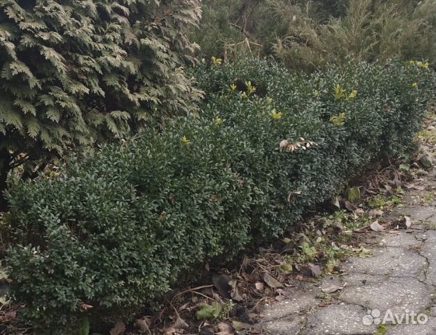 Самшит вечнозеленый