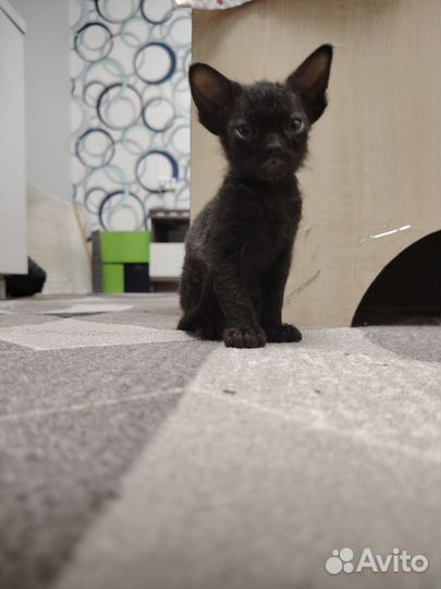 Котята в добрые руки бесплатно