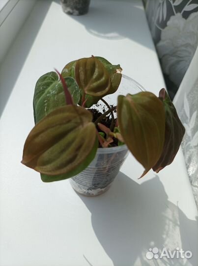 Филодендрон Миканс