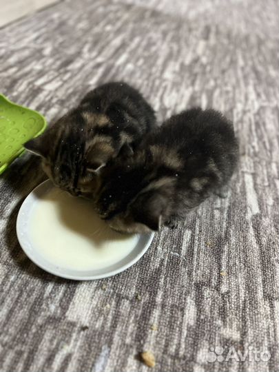 Шотладские котята