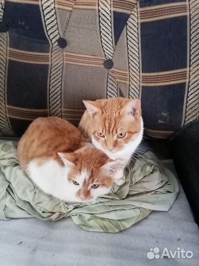 Кошки в добрые руки бесплатно