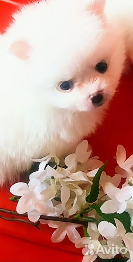 Малыши шпица