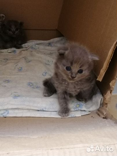 Кошка в дар бесплатно