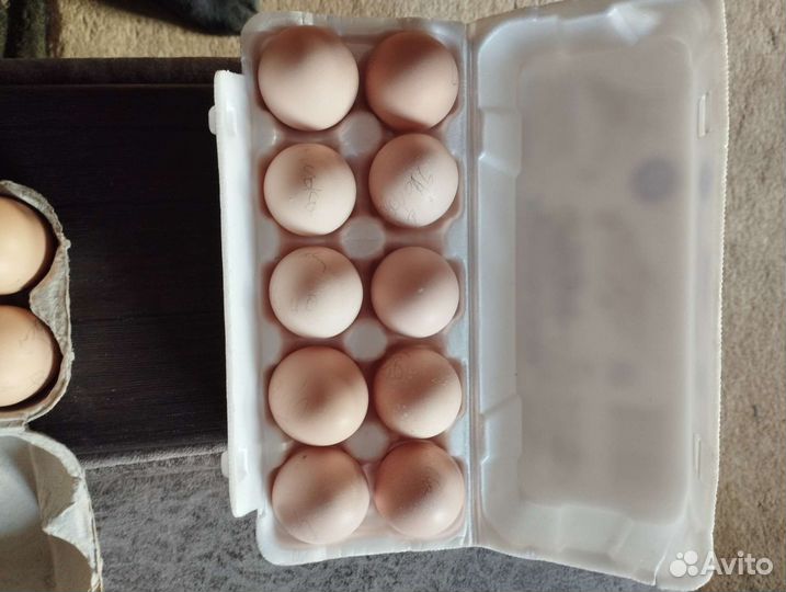 Продается петух и инкубационное яйцо