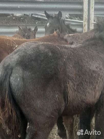 Жеребята Жеребцик Кобылы