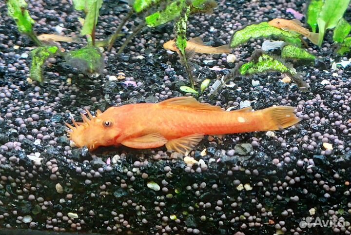 Сом анциструс Супер Рэд мальки