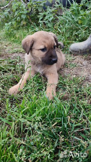 Щенки восточно-европейской овчарки