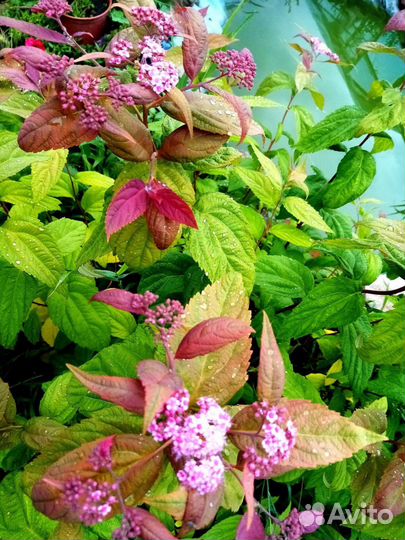 Декоративные кустарники