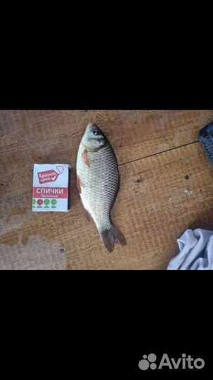 Живец карась