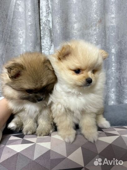 Продам щенка померанского шпица др 19.01.2025