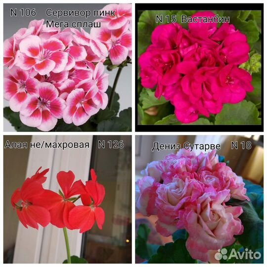 Герани пеларгонии