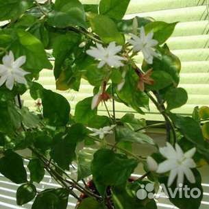 Комнатные цветы растение жасмин самбак