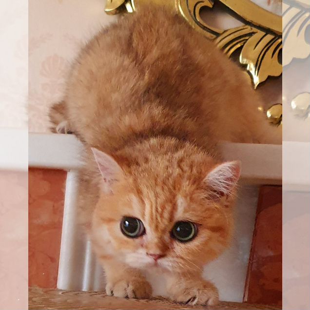 Британская короткошёрстная, взрослая кошка