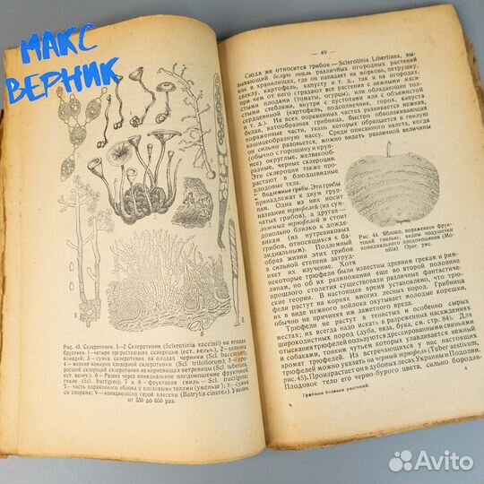 Знакомство с грибными болезнями растений 1926 год