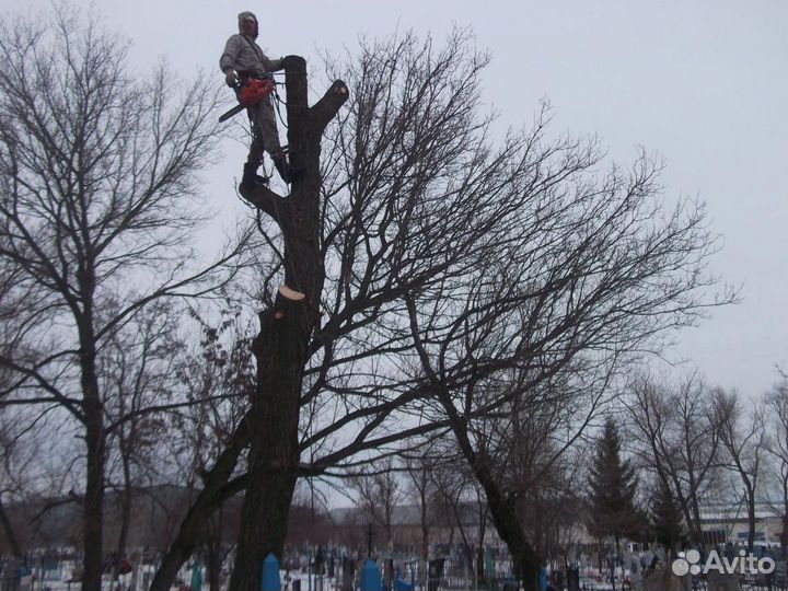 Спил деревьев