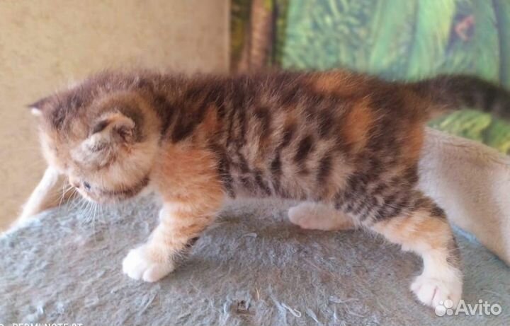 Экзотические кошки