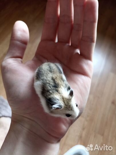 Джунгарский хомяк ручной
