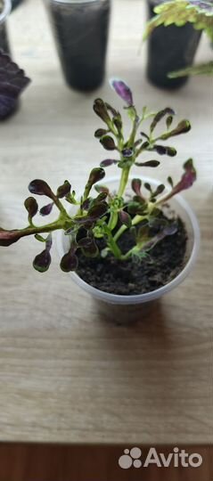 Колеусы сортовые