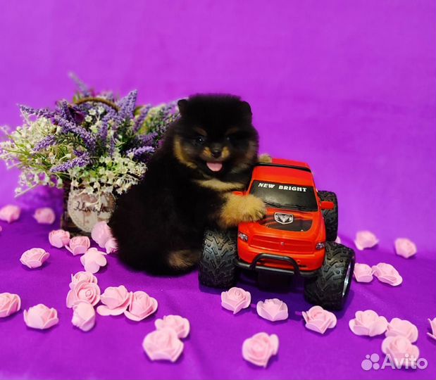 Милый красавчик шпиц чёрно подпал