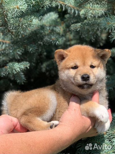 Сиба ину девочка