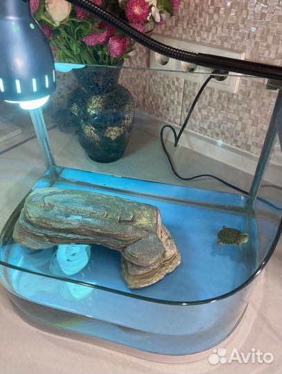 Аквариум для черепашки