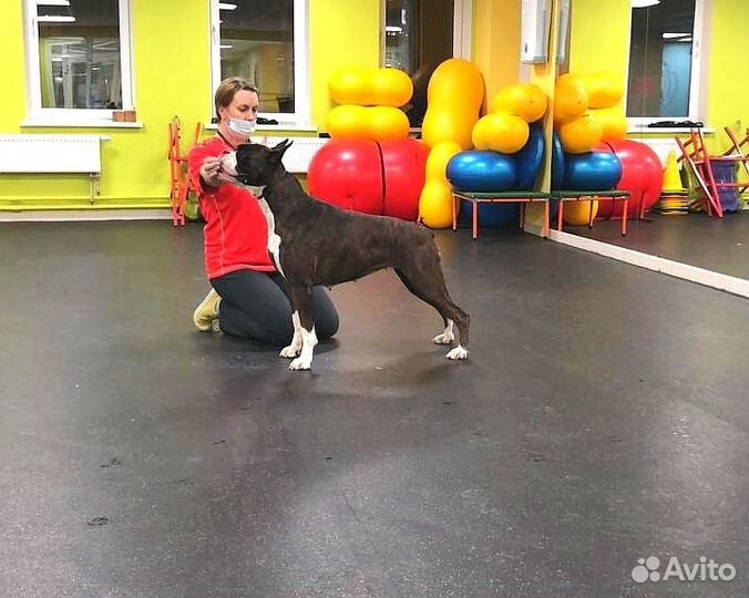 Хендлер / Подготовка собак / Выставки собак