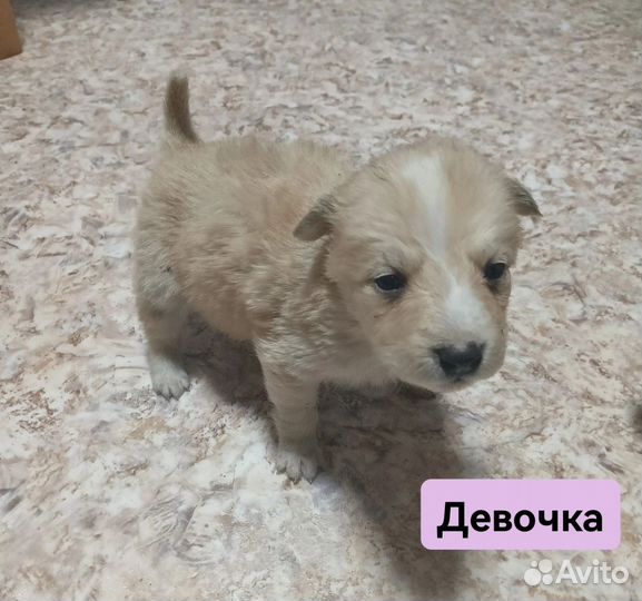 Щенки в добрые руки