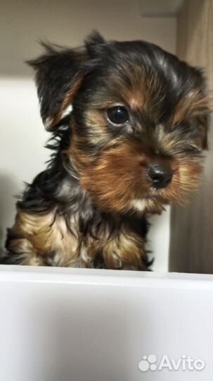 Йоркширский терьер