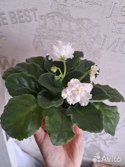 Фиалка Букет невесты