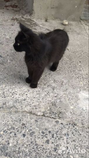 Кошки в добрые руки