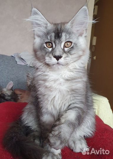 Котята мейн-кун