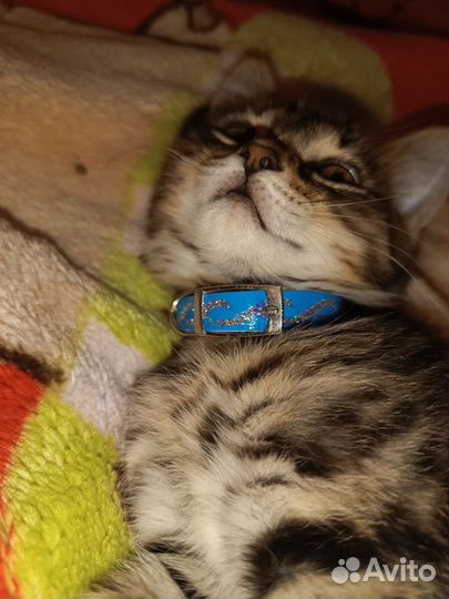 Котенок в дар