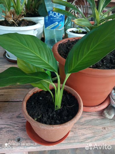 Спатифиллум