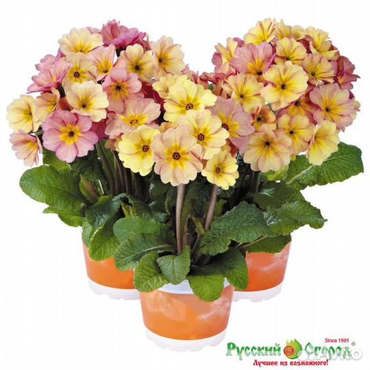 Примулы ушковые