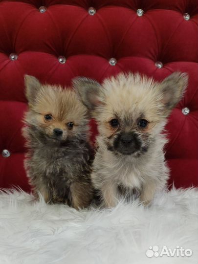 Йоркширский терьер щенки