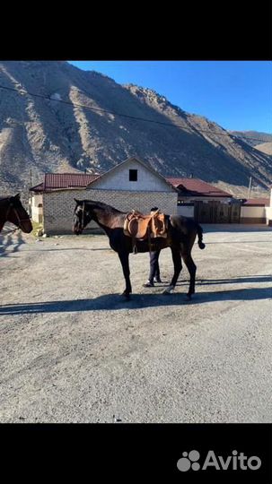 Карачаевский жеребец