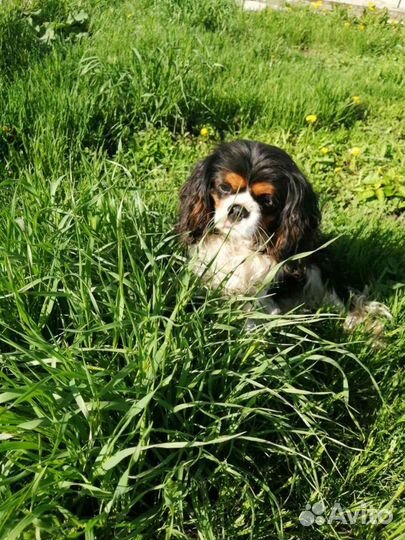 Кавалер кинг чарльз спаниель вязка