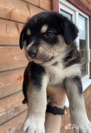 Щенки в дар