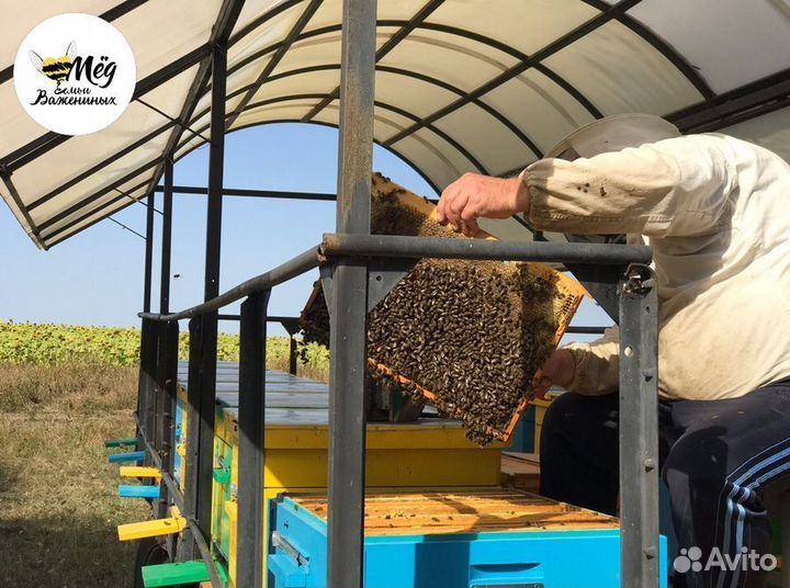 Мед свежий натуральный. Собственное производство