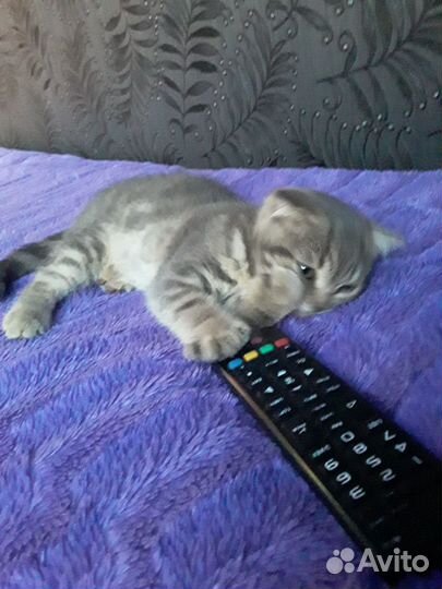 Кошка 2 месяца