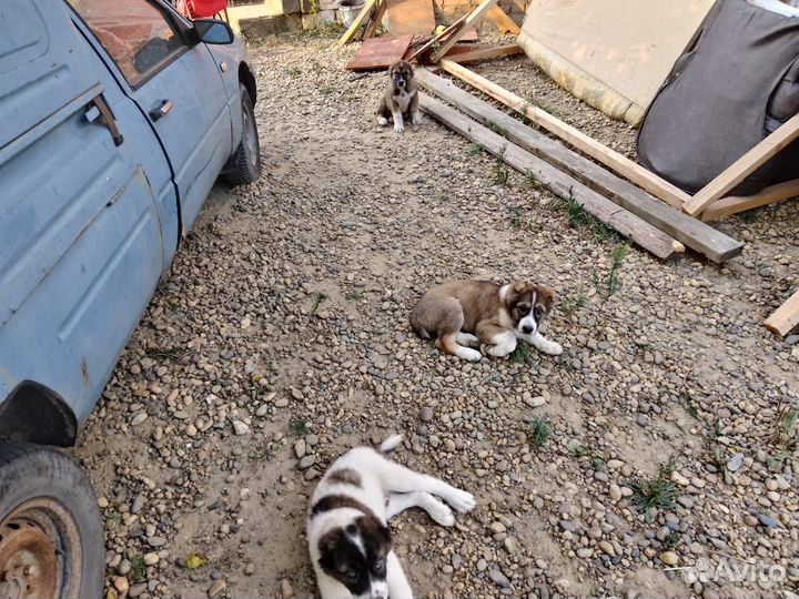 Продаются щенки