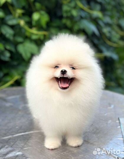 Белый померанский шпиц мальчик