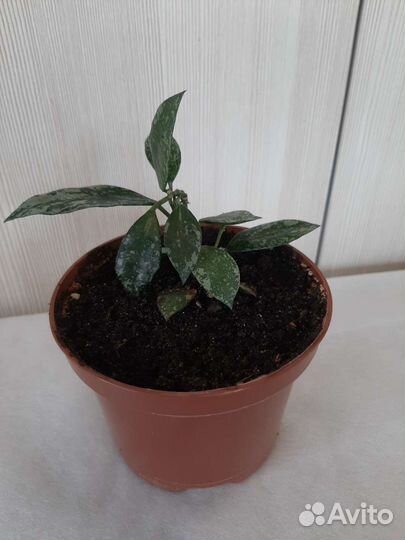 Цветы комнатные