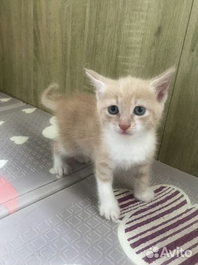Очаровательные котятки в добрые руки