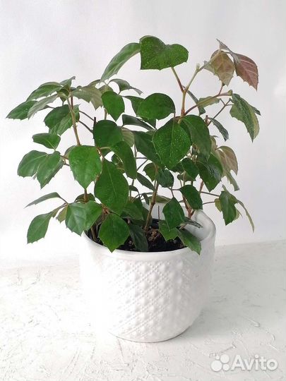 Циссус (комнатный виноград)