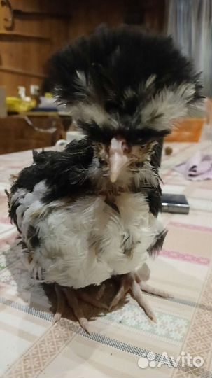 Цыплята падуаны