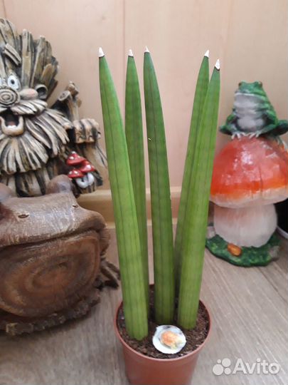 Сансевиерии сортовые