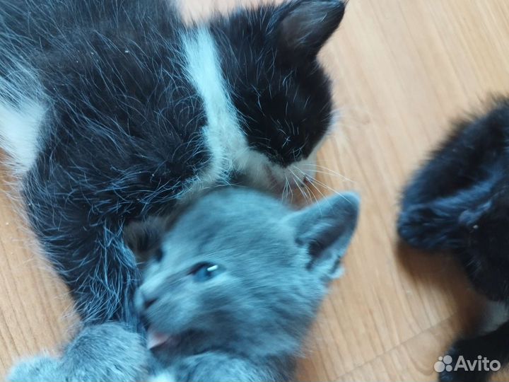 Кошка в дар