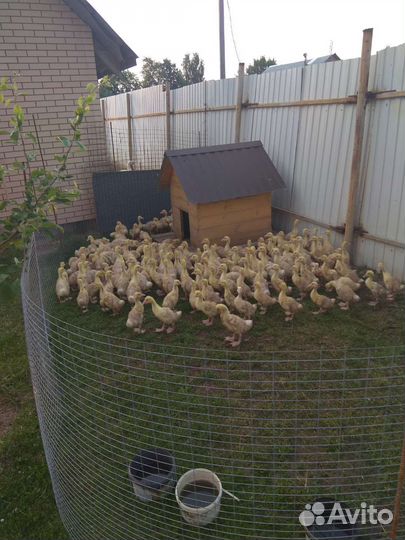 Гусята суточные и подрощенные